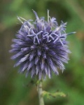 image of flower