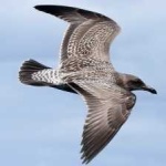 image of bird