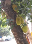 image of jackfruit
