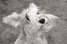 image of wire_haired_fox_terrier #0