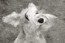 image of wire_haired_fox_terrier