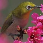 image of bird