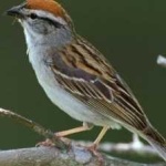 image of bird