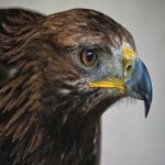 image of bird
