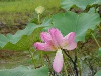 image of lotus