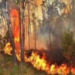 image of wildfire