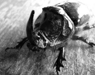 image of rhinoceros_beetle #25