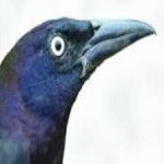image of bird