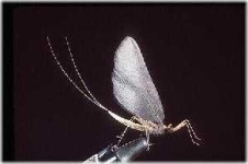 image of mayfly