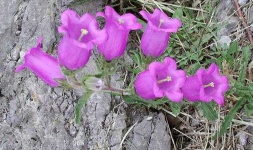 image of flower