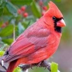 image of bird