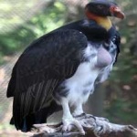 image of bird