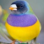 image of bird