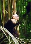 image of titi