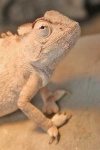 image of african_chameleon