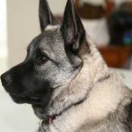 image of animal