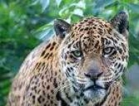 image of jaguar_car