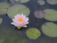 image of water_lilly