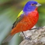 image of bird