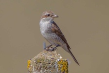 image of animal