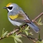 image of bird
