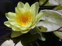 image of water_lilly