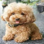 image of animal