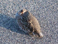 image of partridge