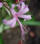 image of flower