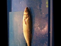 image of fish