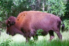 image of bison