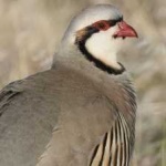 image of bird