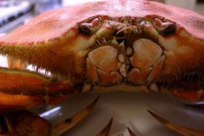 image of dungeness_crab