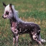 image of animal