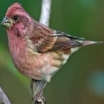 image of bird