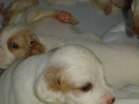 image of english_setter