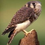 image of bird