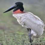 image of bird
