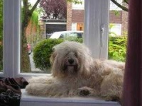 image of tibetan_terrier #27