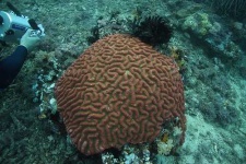 image of brain_coral #1