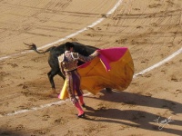image of animal