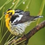 image of bird