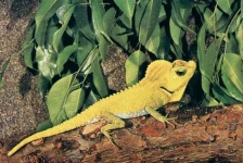 image of common_newt