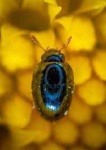 image of animal