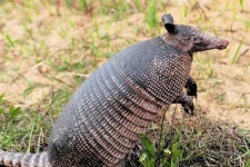 image of armadillo