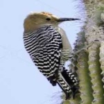 image of bird