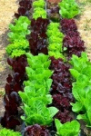 image of lettuce #6