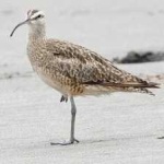 image of whimbrel #14