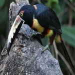 image of bird