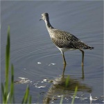 image of redshank